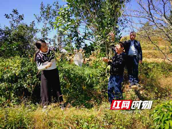 “要做科技的茶”——女博士的茶园记