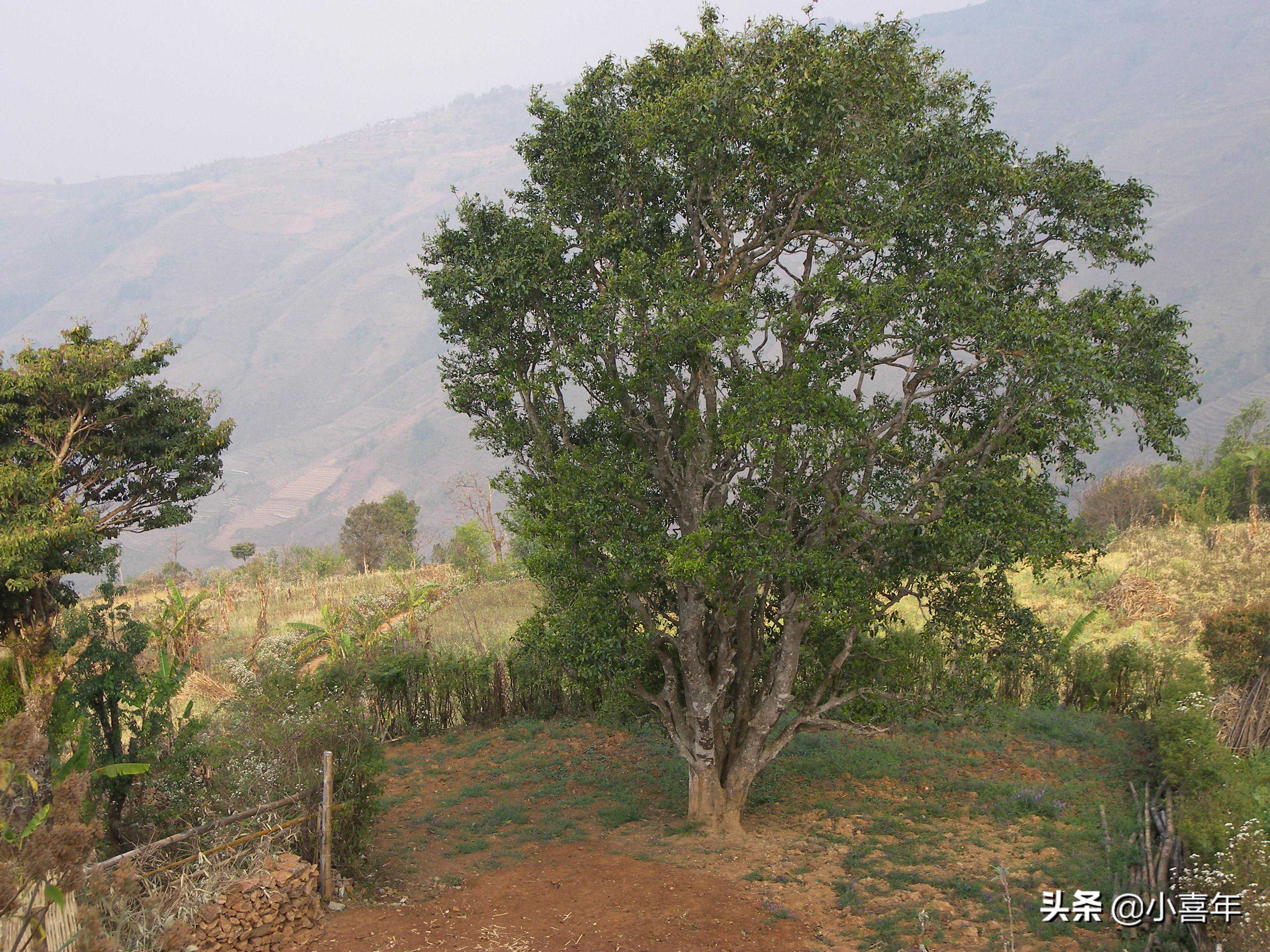 邦崴“过渡型古茶树”为何被称为茶树中的“熊猫”？