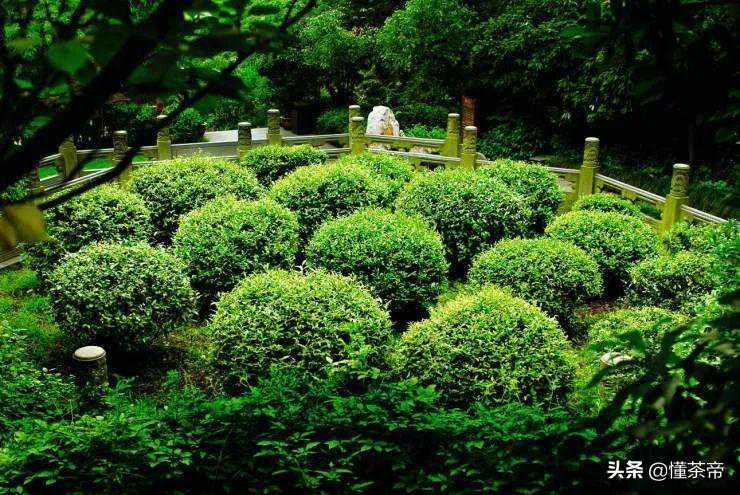 最全西湖龙井选购指南来啦！购茶不受骗