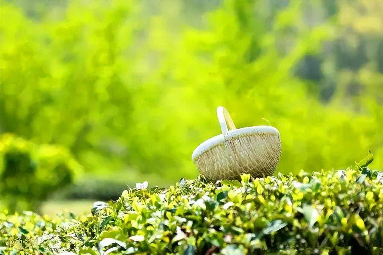 武夷岩茶“绿叶红镶边”的秘密