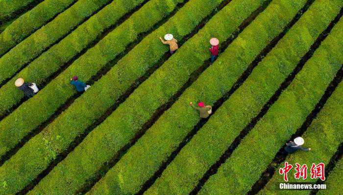 申遗成功！关于中国茶，这10大知识点你必须知道
