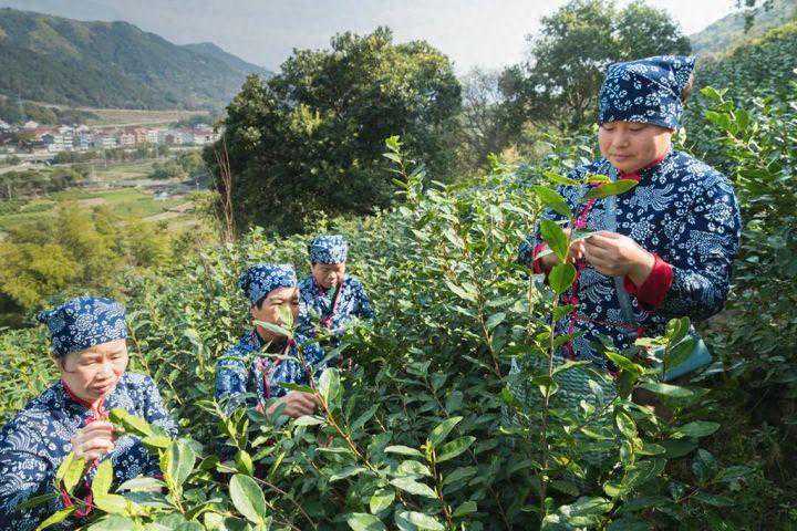 “浙江第一早” 永嘉4.6万亩乌牛早茶开摘