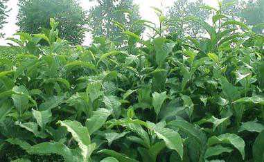 云南云抗37号大叶茶的背景特征特点介绍