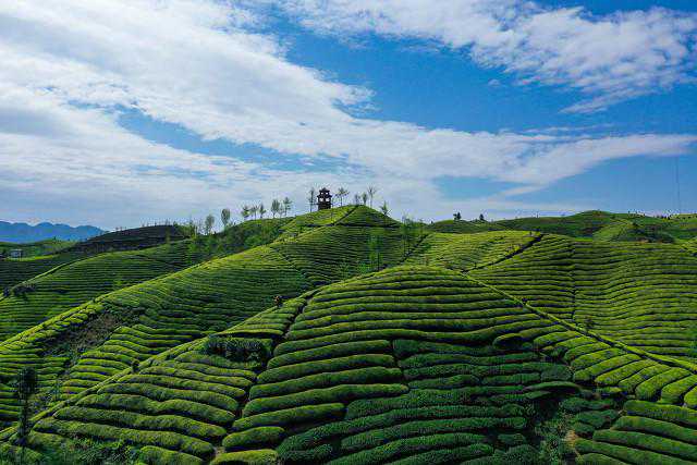 在网上能购买茶叶吗？