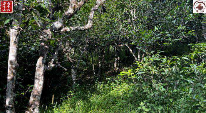 坝檬：滑竹梁子的另一个名称