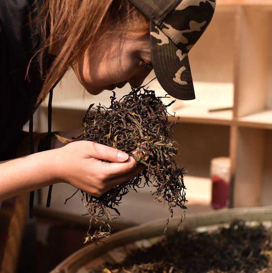 今大福2013经典特优青饼专业品评