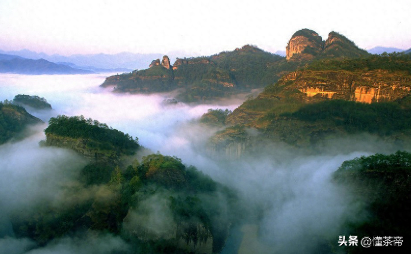 寻迹“茶界泰斗”张天福，才知道佛国岩低调过头了！