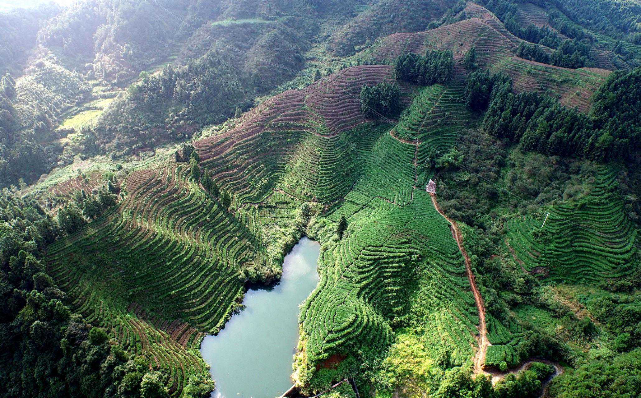 一叶龙顶绿，万家开门红！浙江开化：“龙顶”区域品牌价值33.5亿