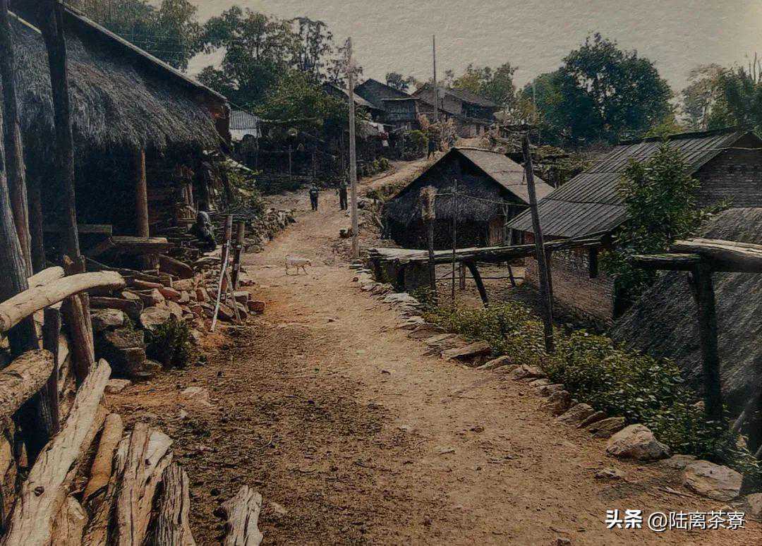 96真淳雅与富华牛屎饼：奏响易武复兴的第一声号角