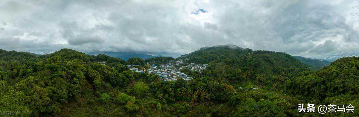 张毅：当代易武茶之父