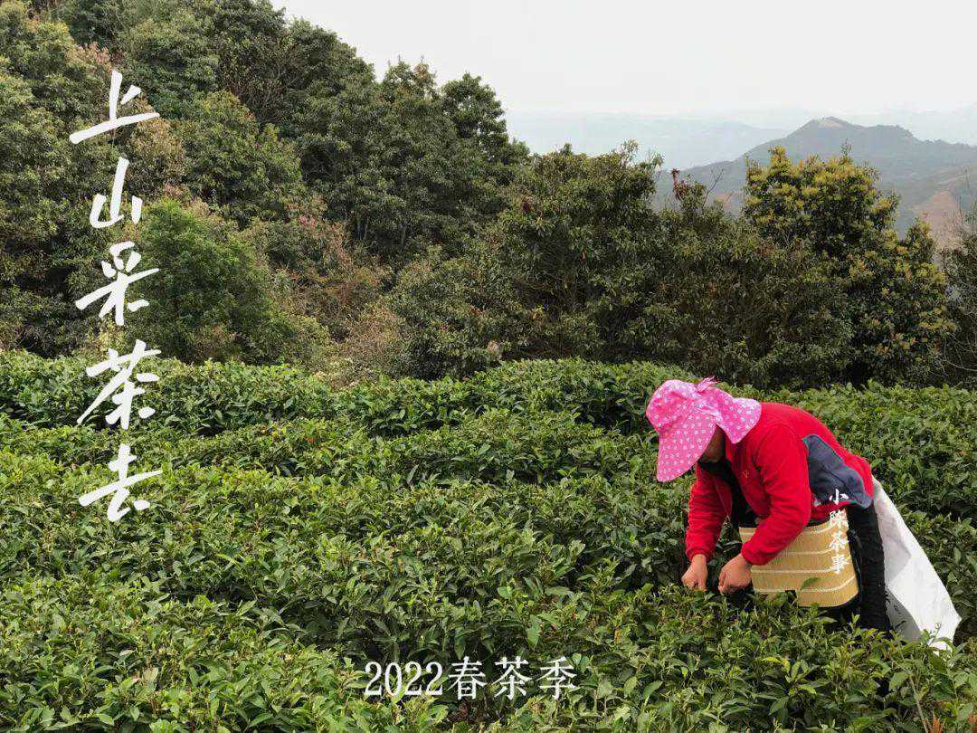 台地茶、有机茶、荒野茶，作为普通茶客，买哪种不容易踩坑？
