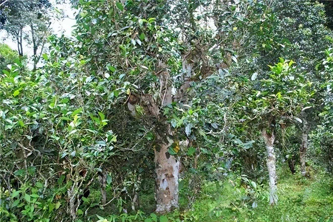 老化说茶——困鹿山古树茶简介