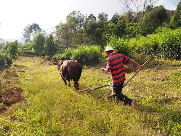 不是所有的茶都可以称为“国茶”