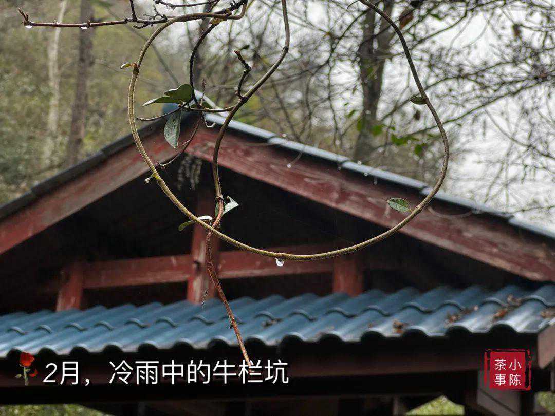 正岩茶难懂？先解锁茶汤的“骨架感”，教你喝懂正岩坑涧茶的全貌