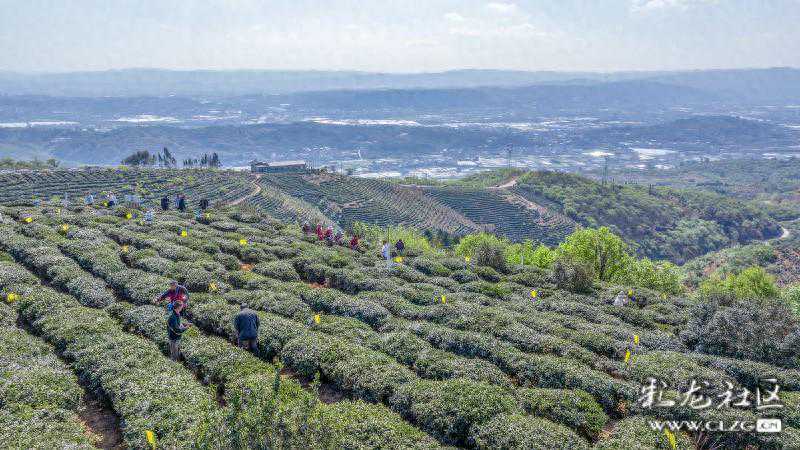 春城昆明美好生活季（二）上春山，采春茶，宜良宝洪出好茶