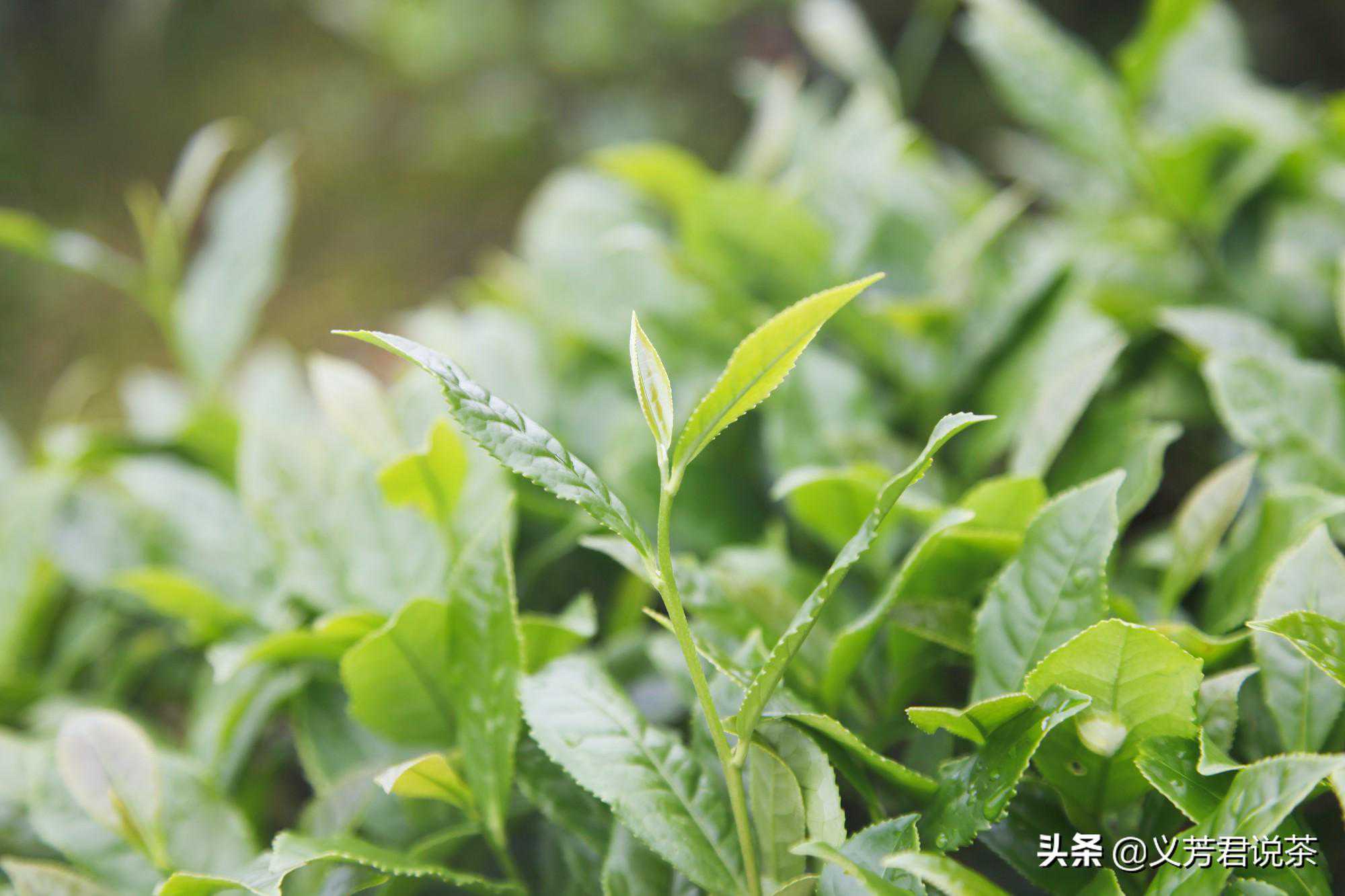 盘点福建乌龙茶春茶上市时间，乌龙茶茶友们准备好了没有？