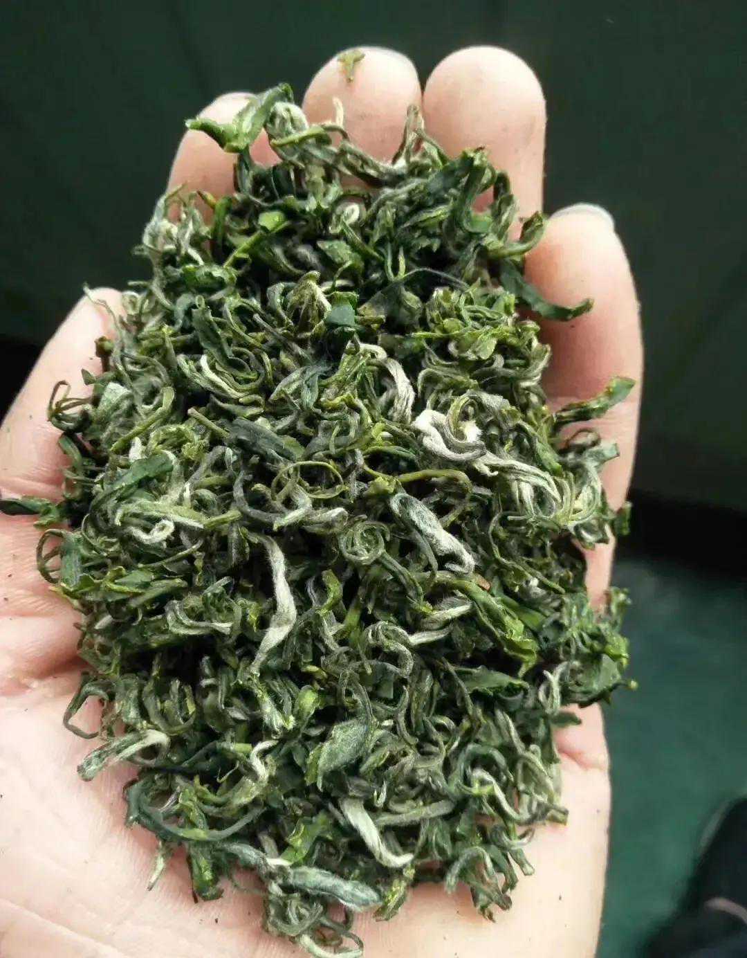 一品馨香，贵州遵义“湄潭翠芽”，绿茶中的王者