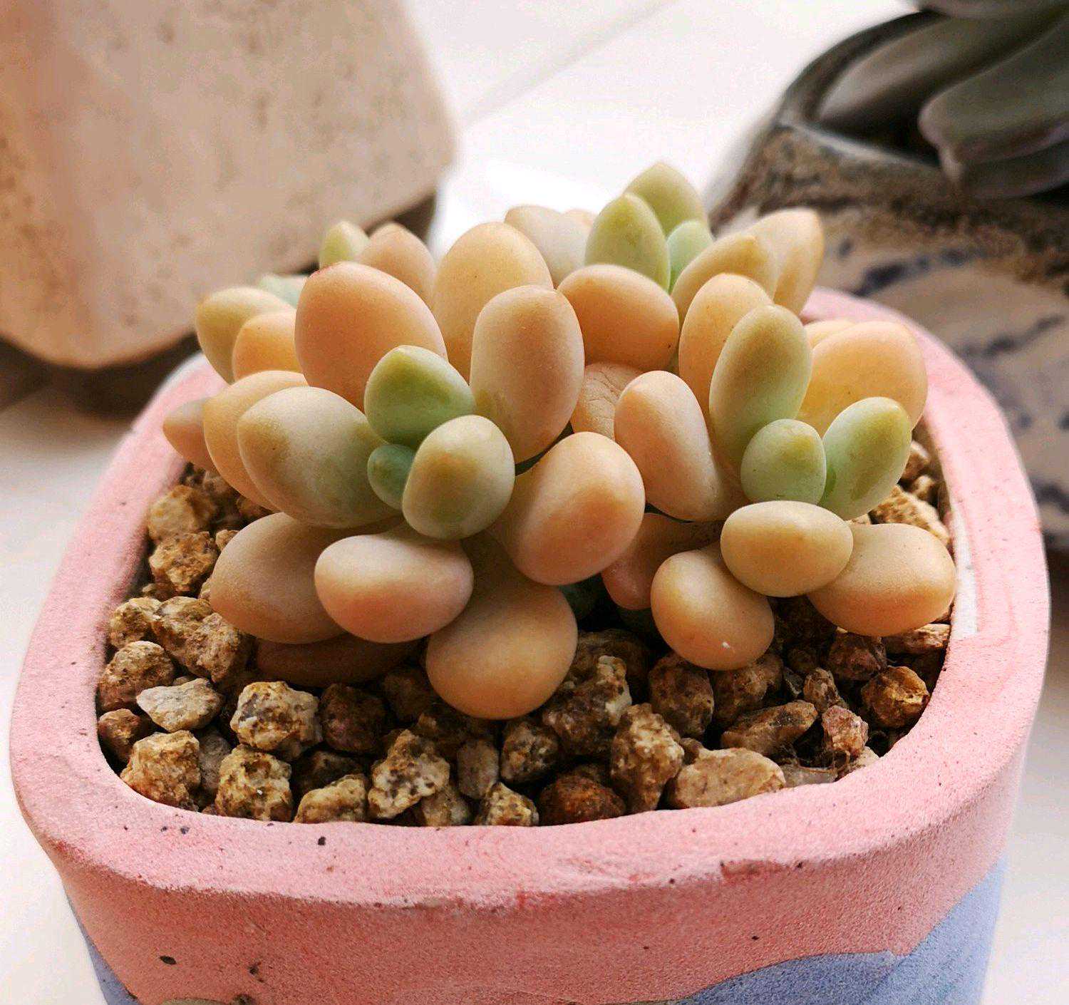 何为花卉的“芽叶扦插”法？具体怎么操作？