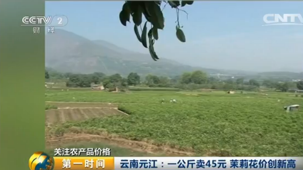 茉莉花茶收购价创新高 从往年1元涨至45元一公斤