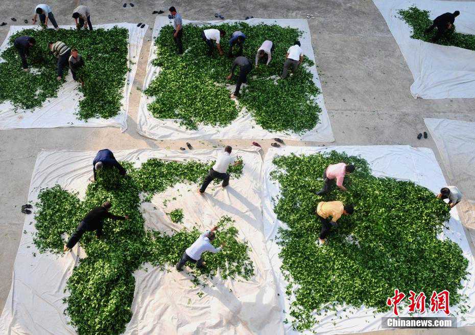 「寻味中华」安溪铁观音：未尝甘露味，先闻圣妙香