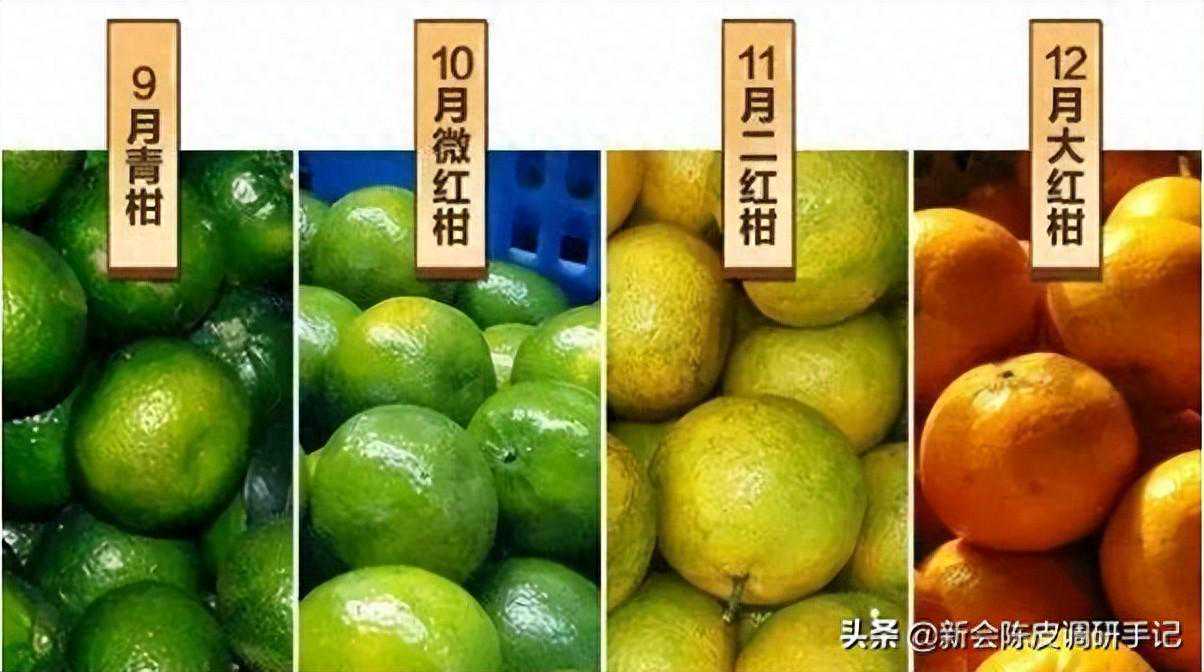 新会陈皮：同一批的柑皮，在不同地方陈化几年后，变得不一样了？