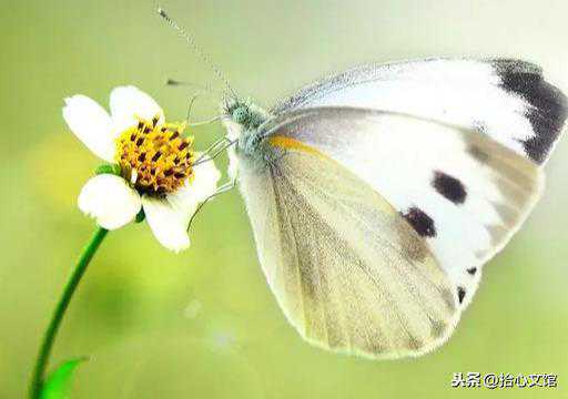 茶凉了，别续杯，续完了味道就淡了