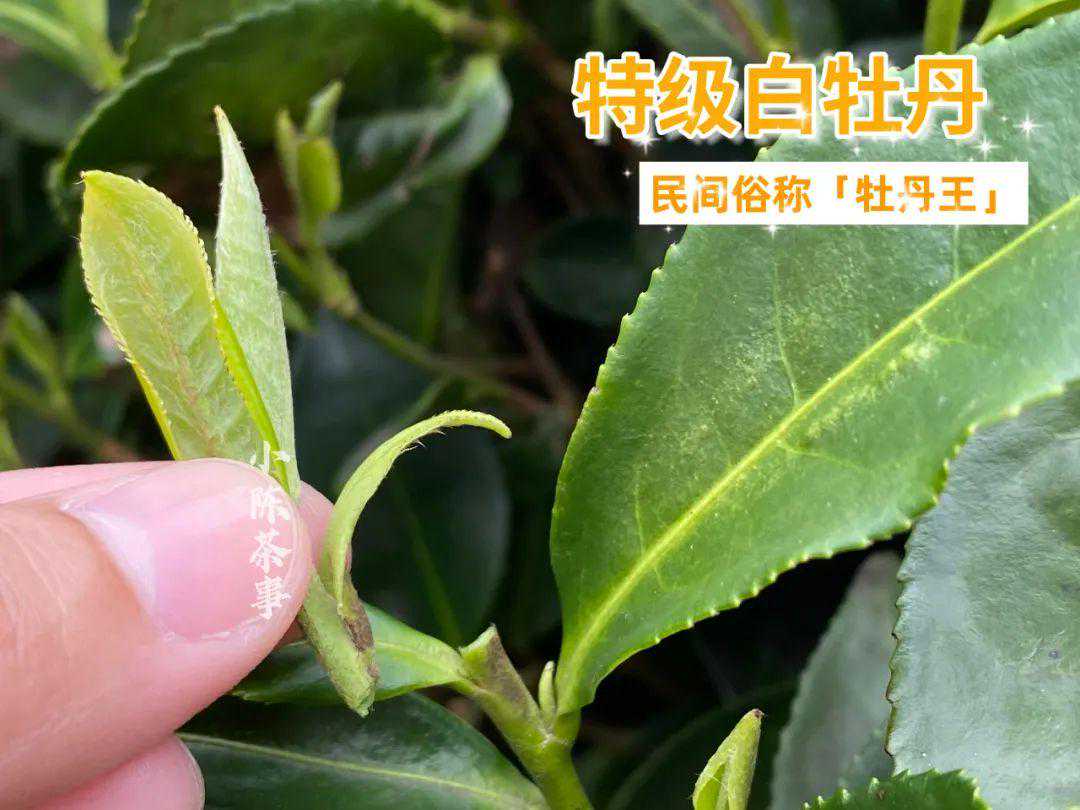 白毫银针、白牡丹、春寿眉，所有的春白茶都可以“煮着喝”？