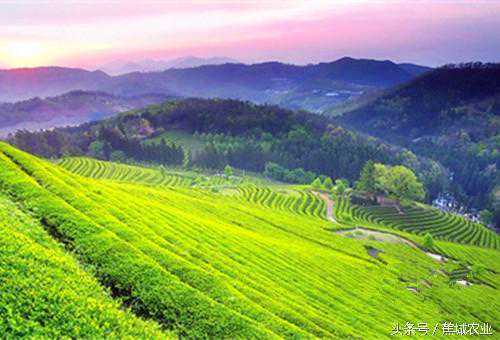 蕉城人将茶叶叫“茶米”，将喝茶叫做“吃茶”