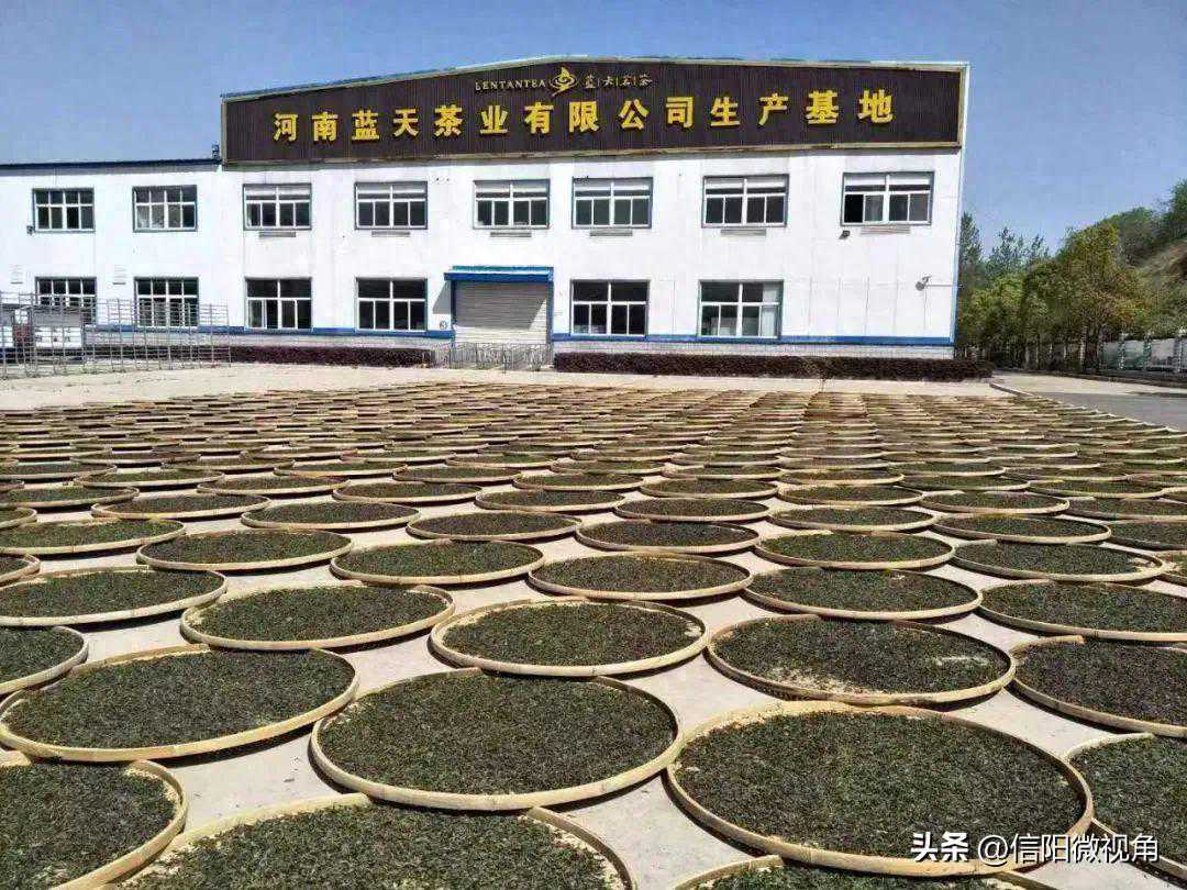 【茶人茶语】一样的信阳毛尖，不一般的蓝天茗茶