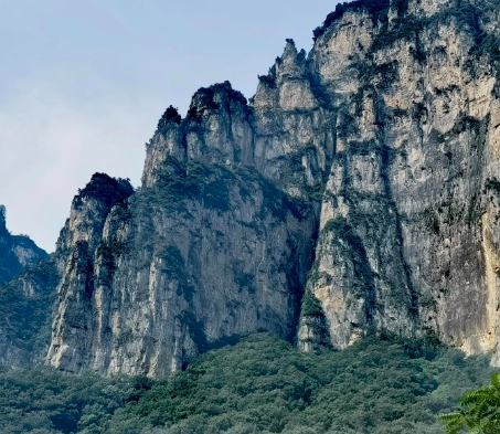 茶叶介绍——云南红茶